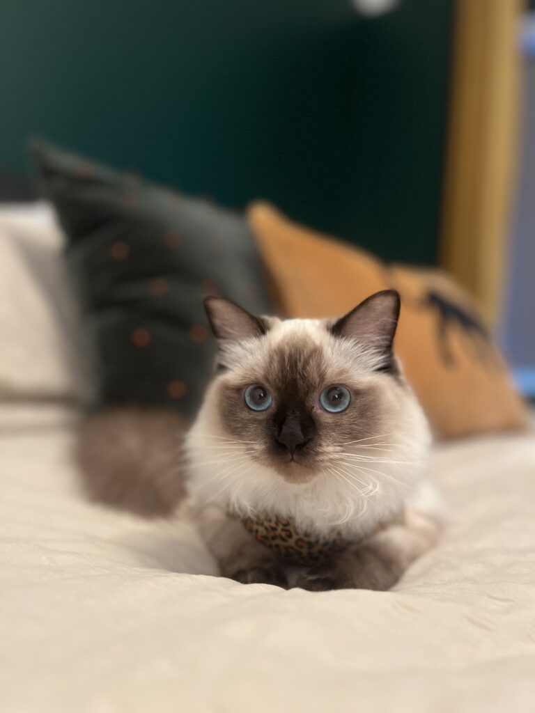 A small brown and cream Ragdoll kitten named Alva. She helped me to heal my grief.